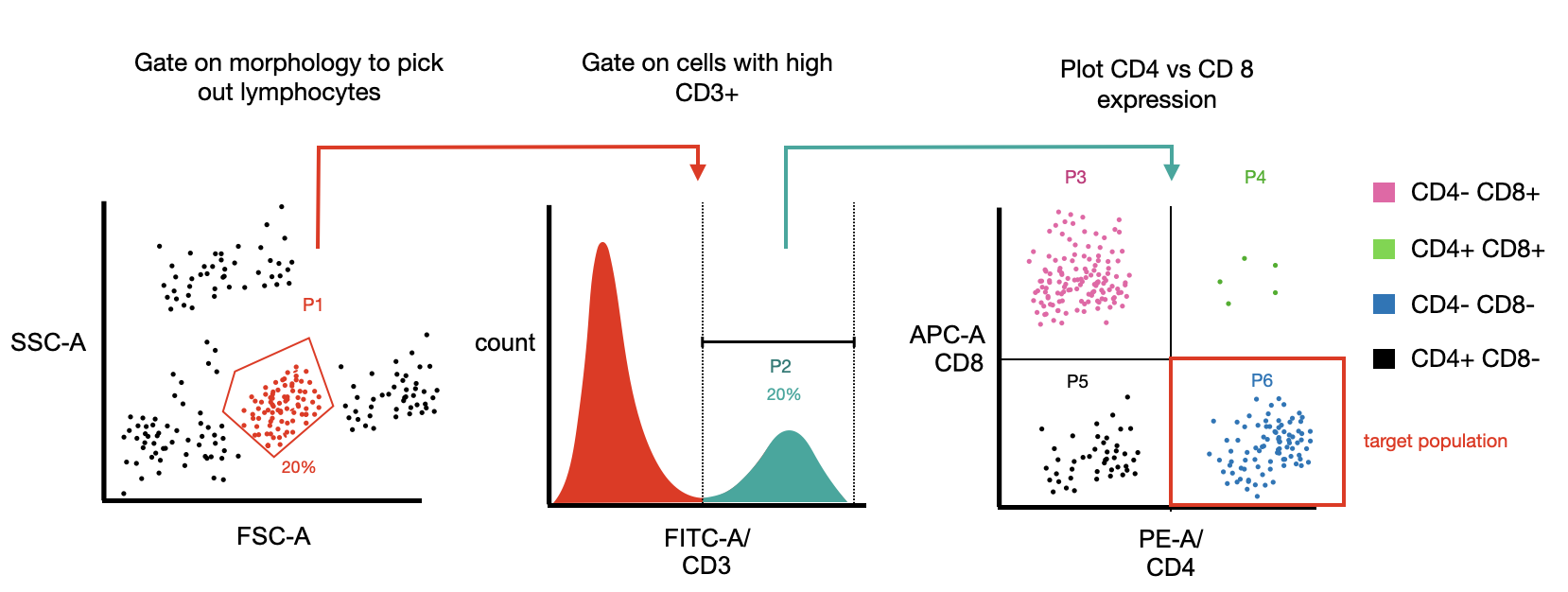 A schematic of a gating strategy to pick out and count CD3+, CD4+ lymphocytes from a sample 