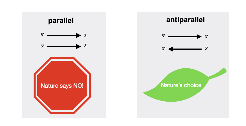 parallel vs antiparallel in nucleotides