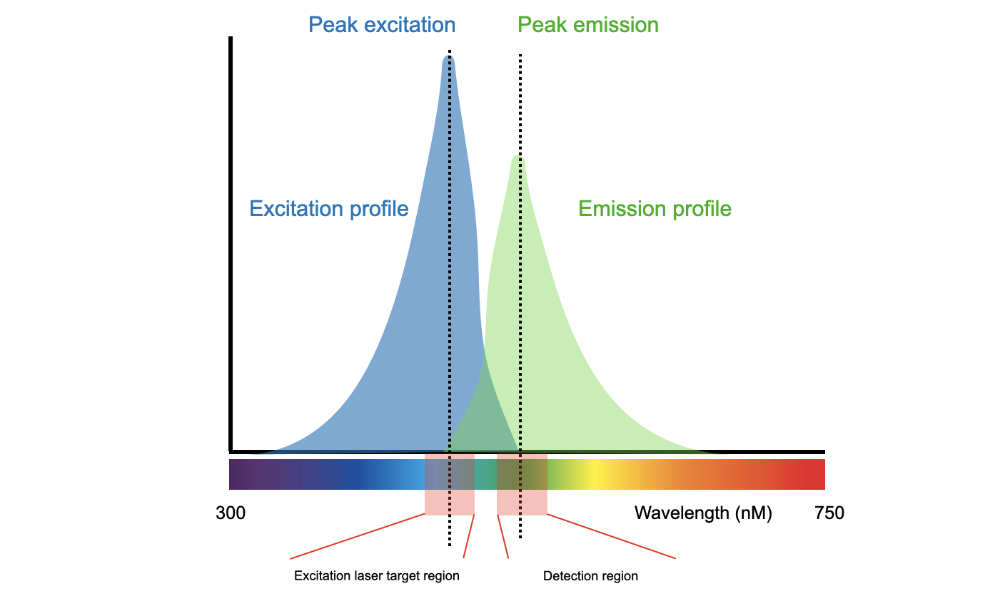 Excitation and emission profile of the fluorochrome FITC