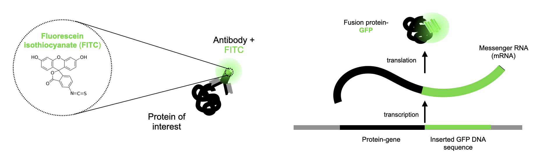 The two primary means of fluorescently labelling proteins for flow cytometry 