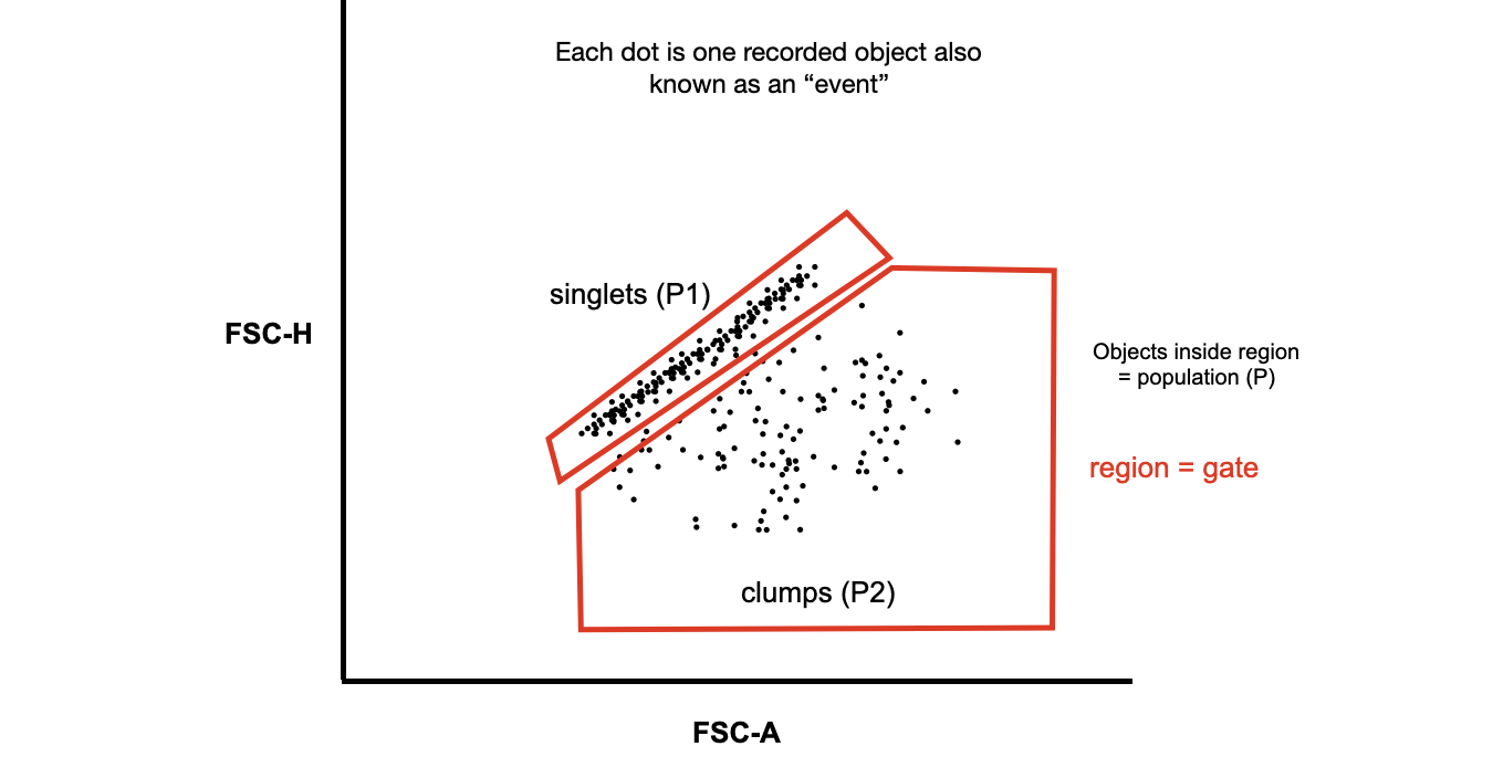 A gating strategy to identify single cells and filter out doublets