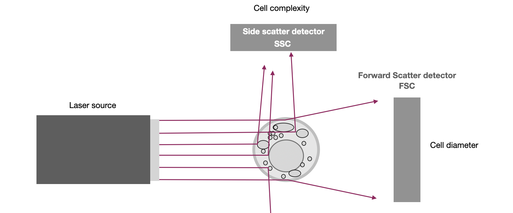 cell properties measured by forward scatter and side scatter