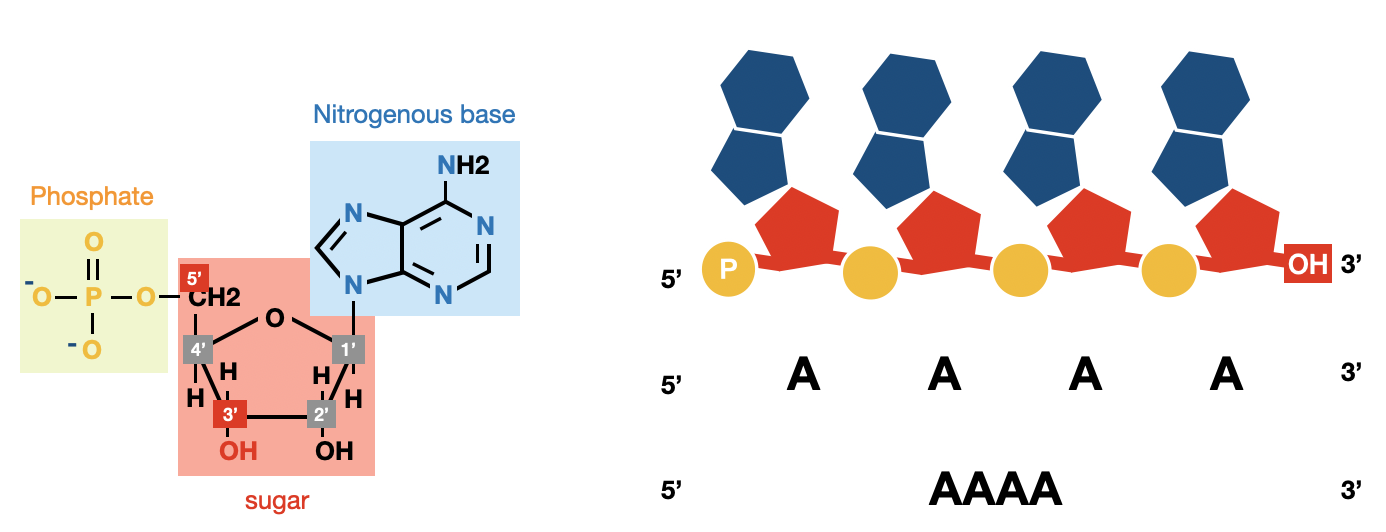 nucleotide orientation diagram