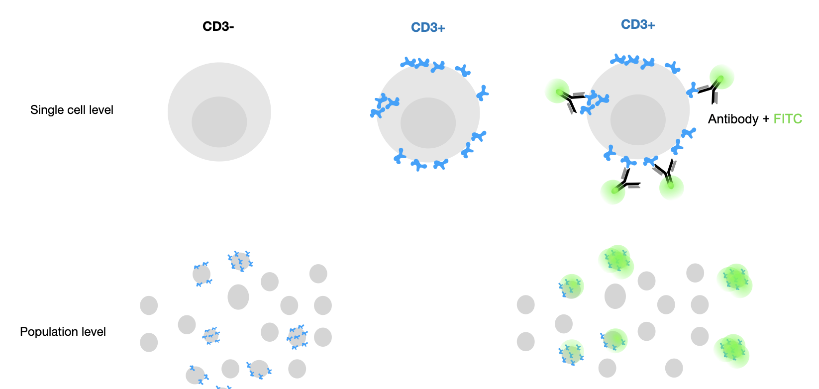 Fluorescent labeling of a protein at the single cell level vs at the cell population level