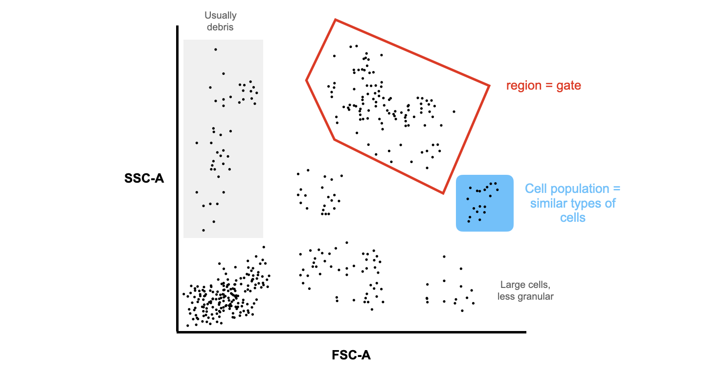 An example of a flow cytometry scatter plot